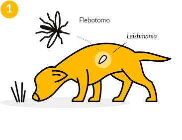 El primer paso: Flebotomo