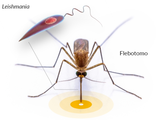 Leishmania y Flebotomo