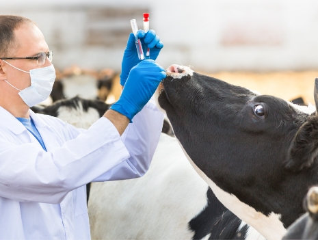 MSD actividad y sectores: Investigación en Salud Animal
