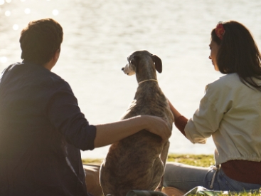 Scalibor® Qué son la leishmaniosis canina y el flebotomo