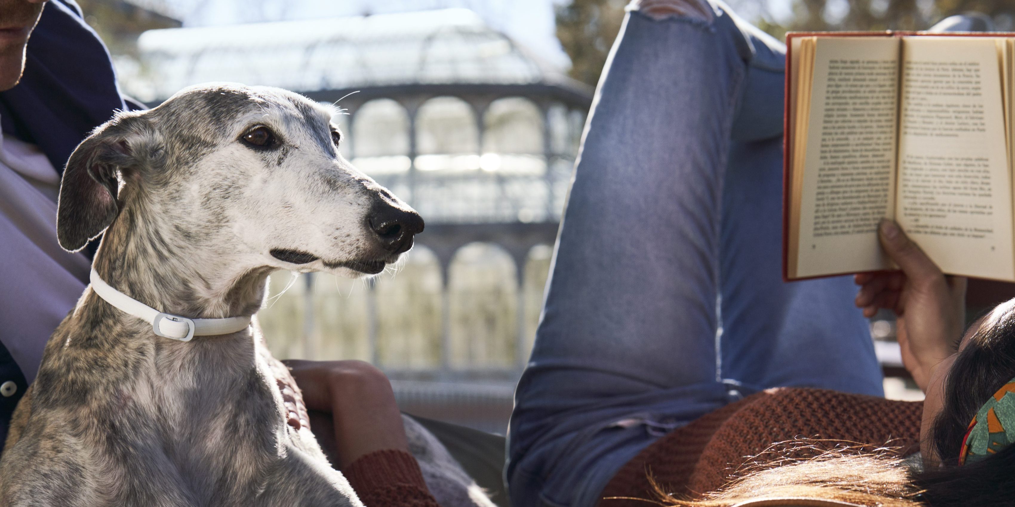 tratamiento y prevención leishmaniosis en perro